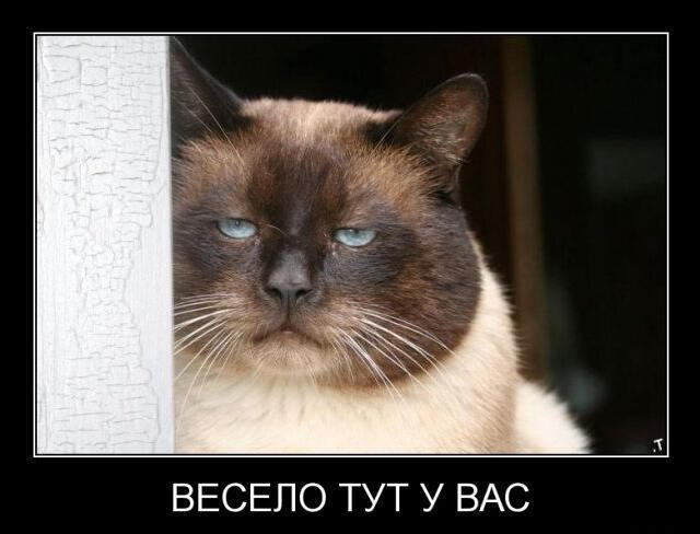 Мем от Мидо́ри