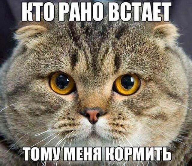 Мем без подписи