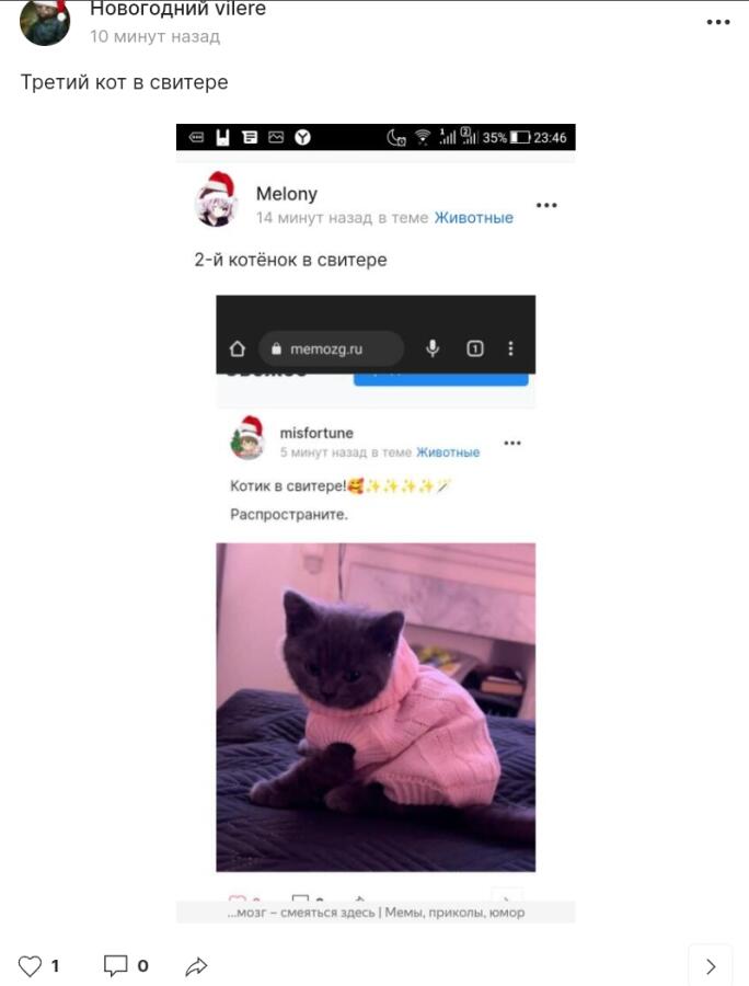 Четвёртый котик в свитере :з