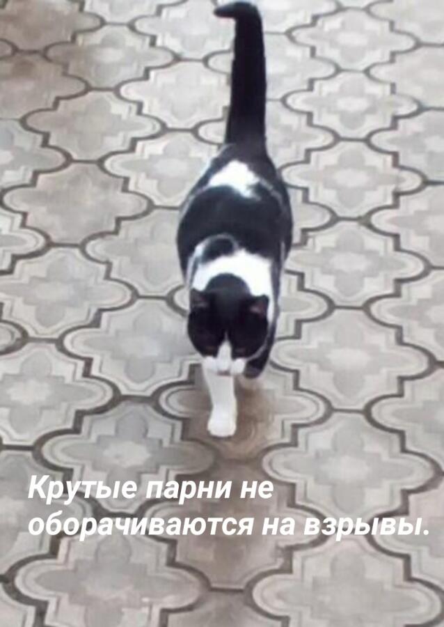 Мем без подписи