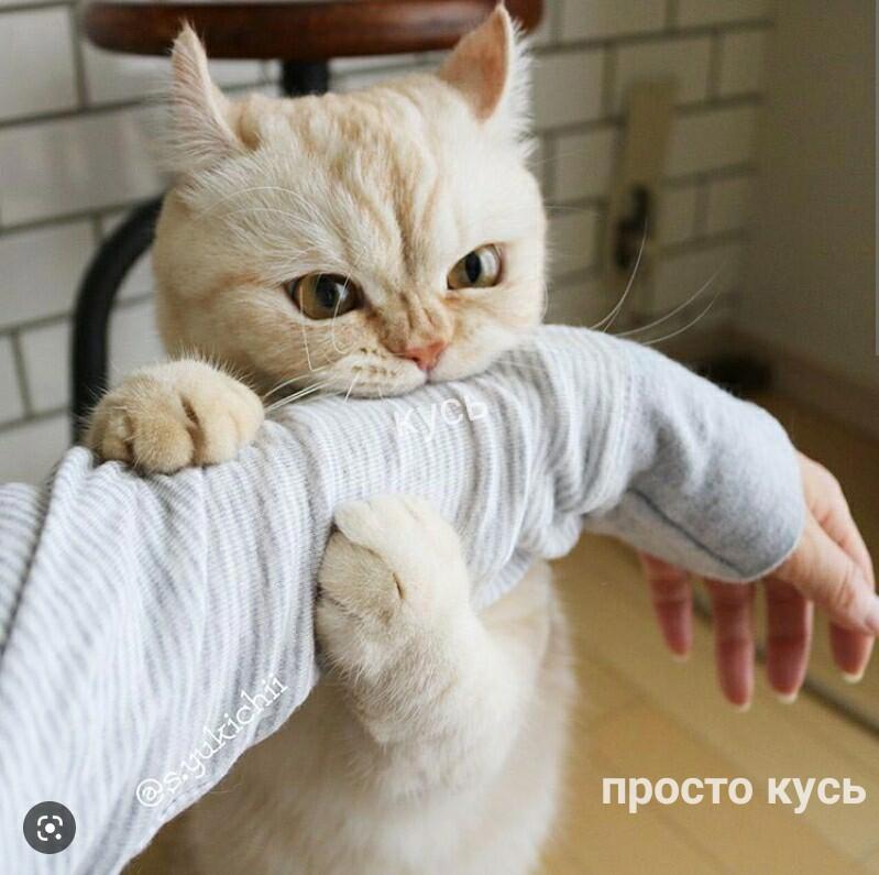 Мем без подписи