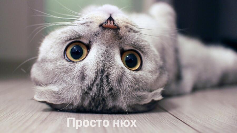 Мем от Мидо́ри