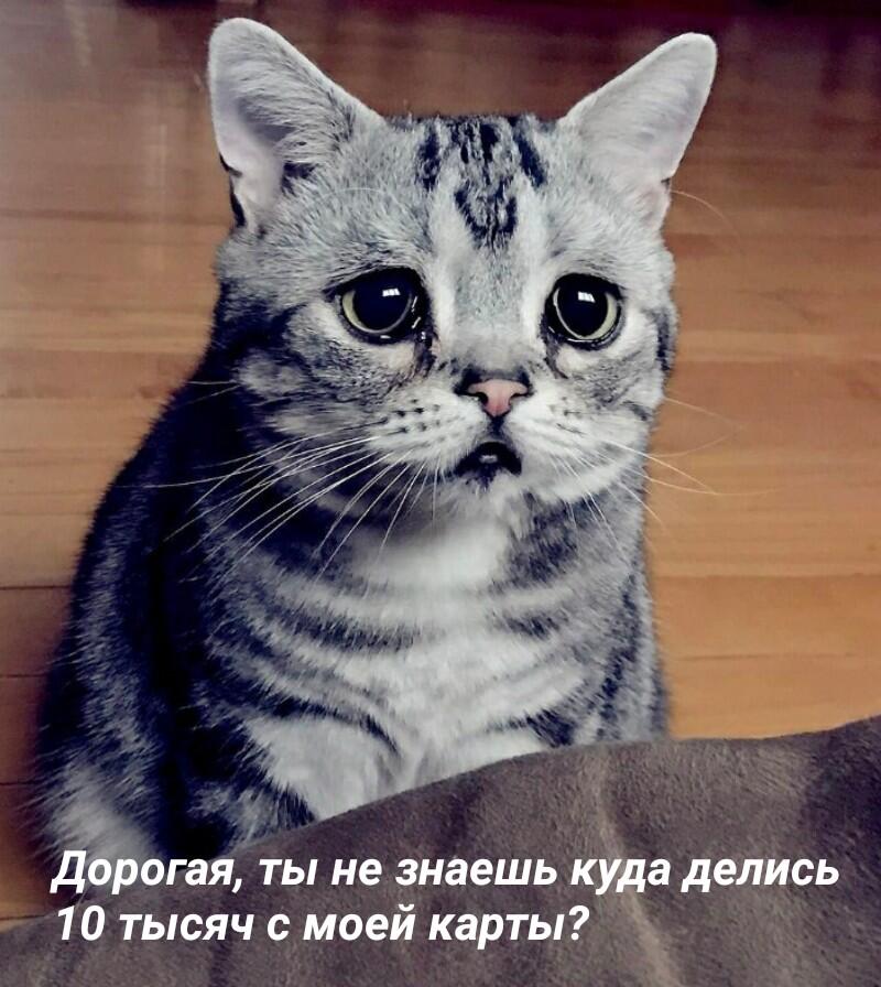 Мем от Мидо́ри