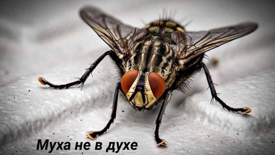 Мем от Мидо́ри