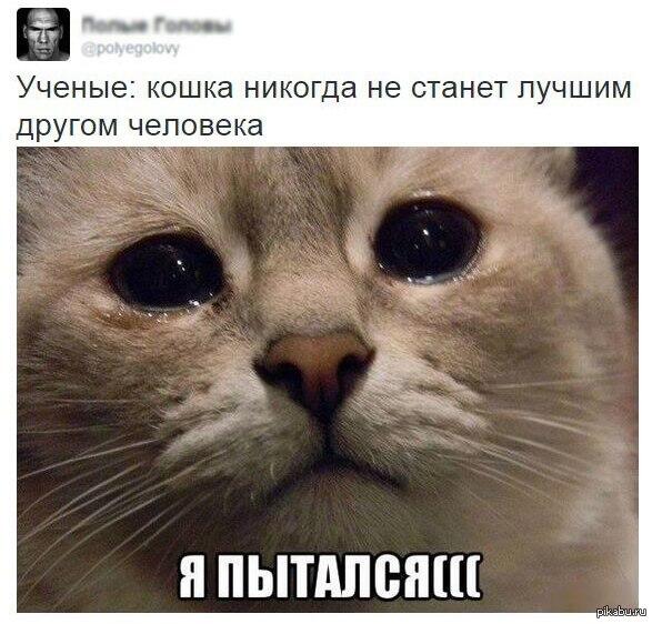Мем от Мидо́ри