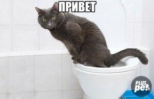 Привет