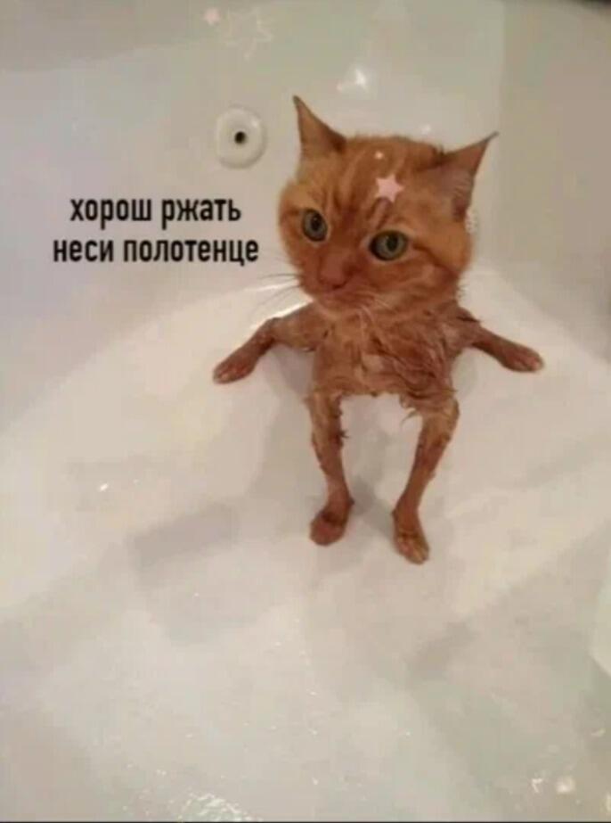 Рыжий кот сидит в ванной без воды, на голове у него нарисована розовая звезда, рядом надпись: хорош ржать неси полотенце