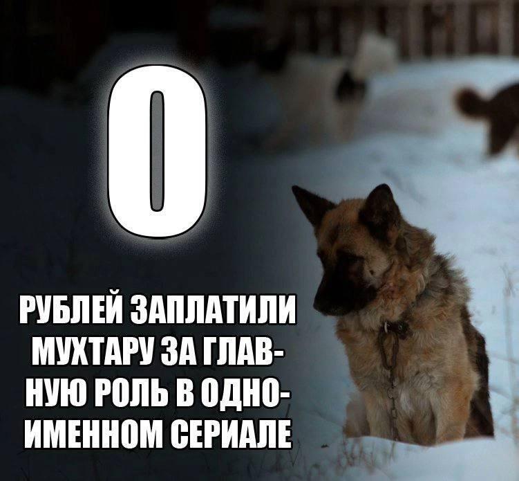 Включай тёмную тему, чтобы жалко