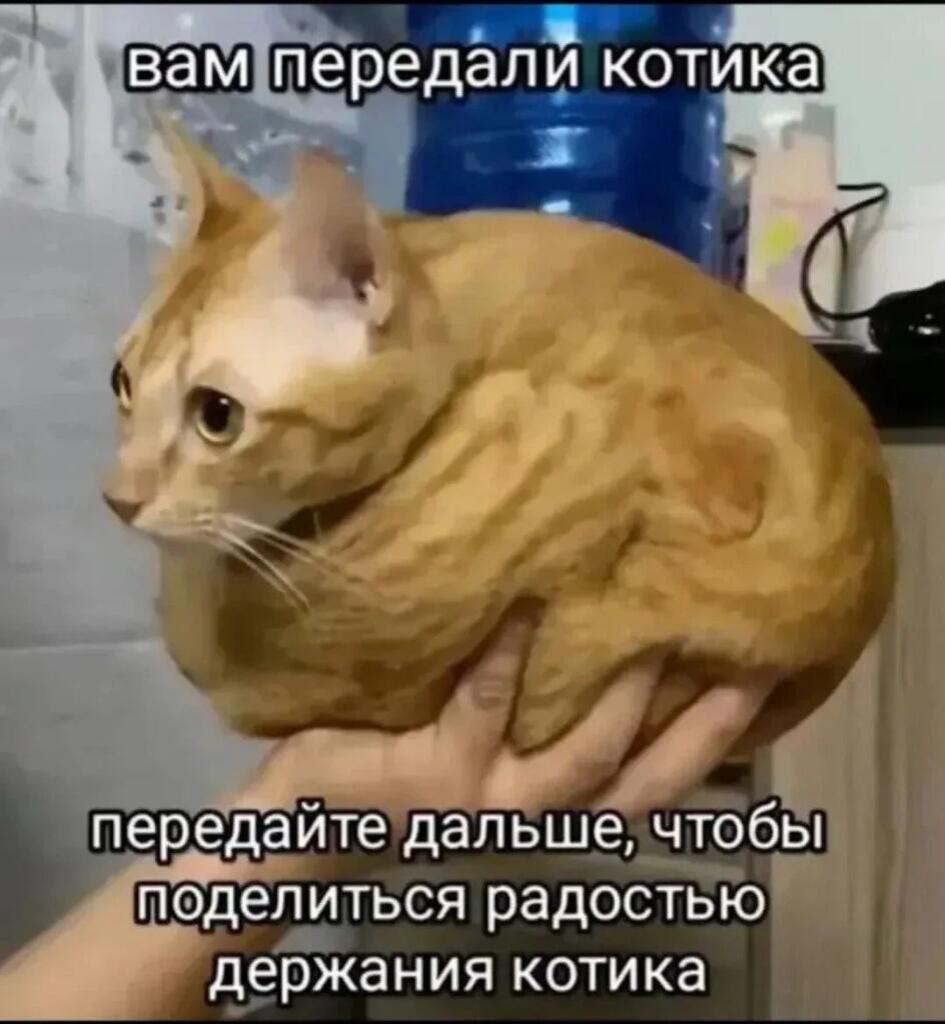 Мем от Limonchik_2271[ЛМП]