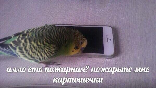 Мемчики