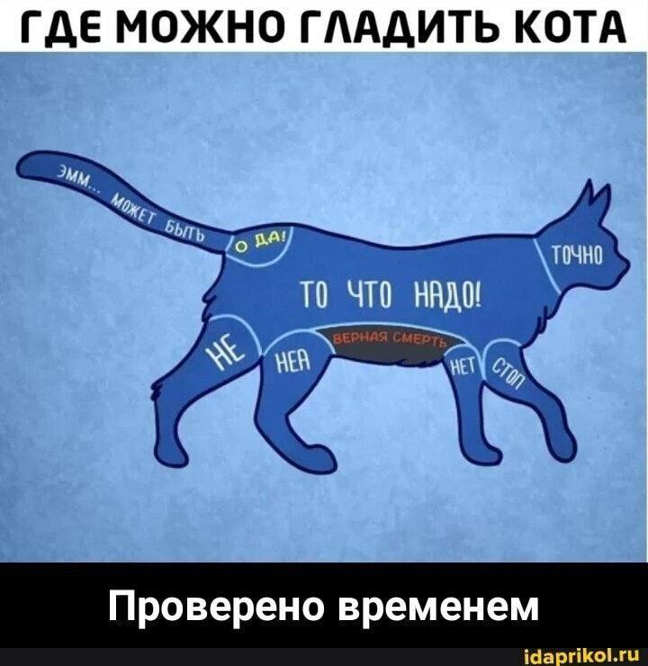 Проверено временем, но у меня нет кота(