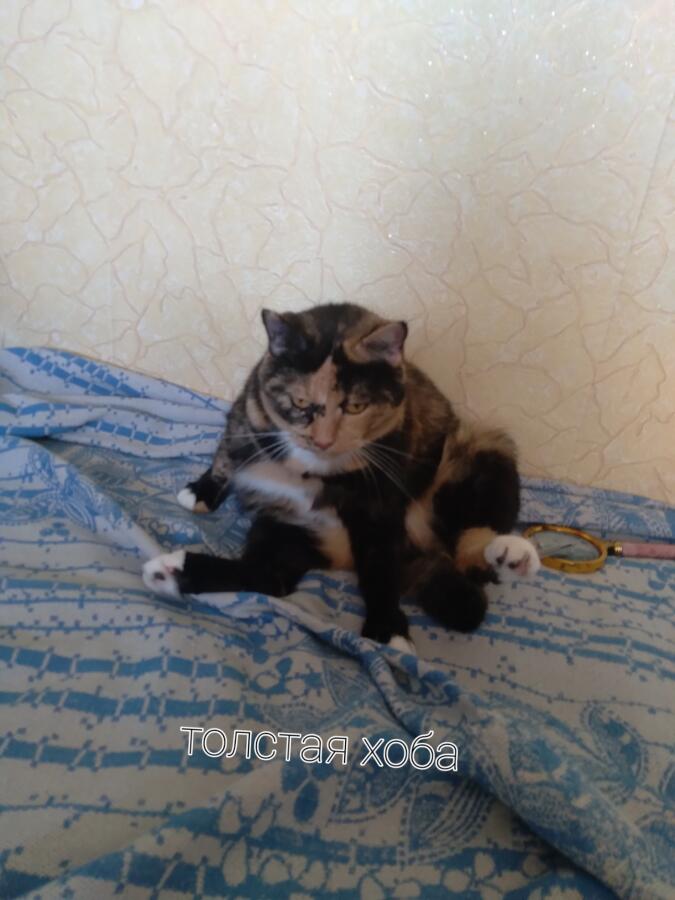 Мемозг нуждается в моей кошке!