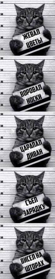 Я:Барсик ты наказан !!! 
Барсик: но почему, что я сделал? 
Тем временем что он сделал :