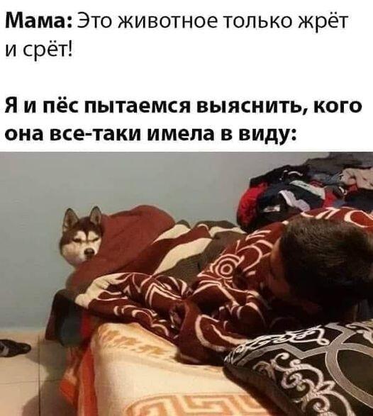 Мем от Вареник с картошкой