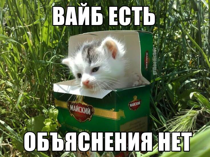 Маленький котёнок сидит в зелёной коробке на траве, сверху надпись ВАЙБ ЕСТЬ, снизу ОБЪЯСНЕНИЯ НЕТ