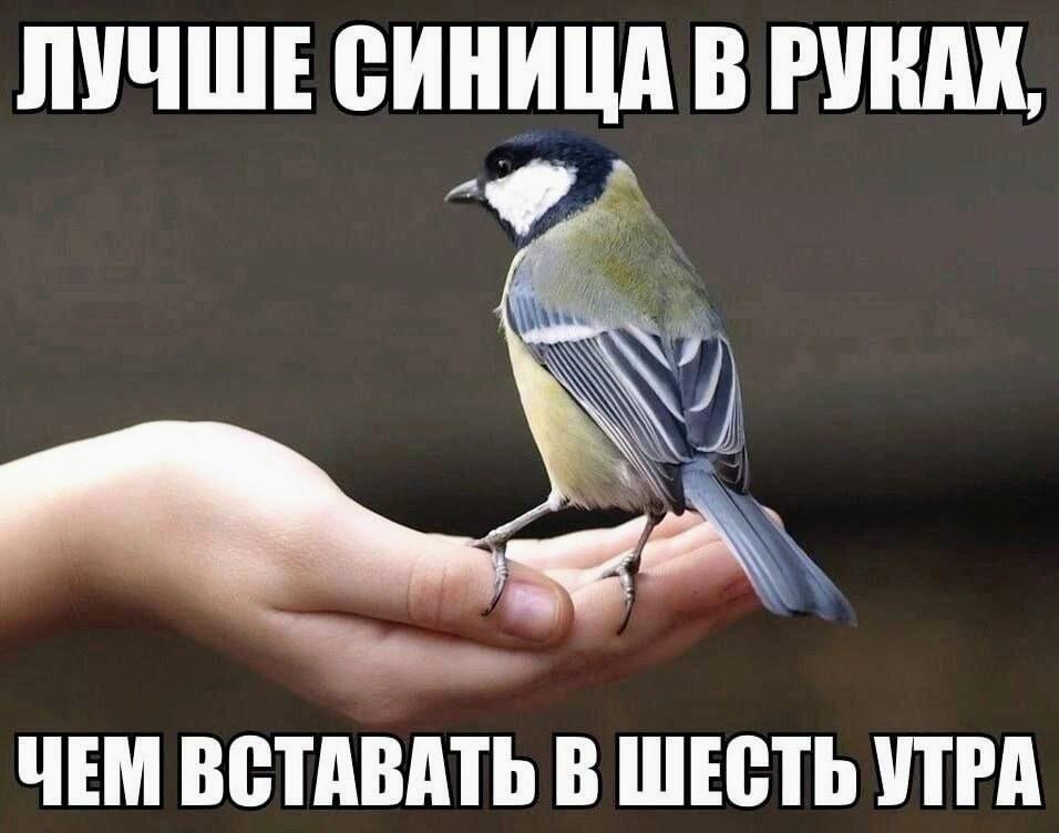 За двумя зайцами
