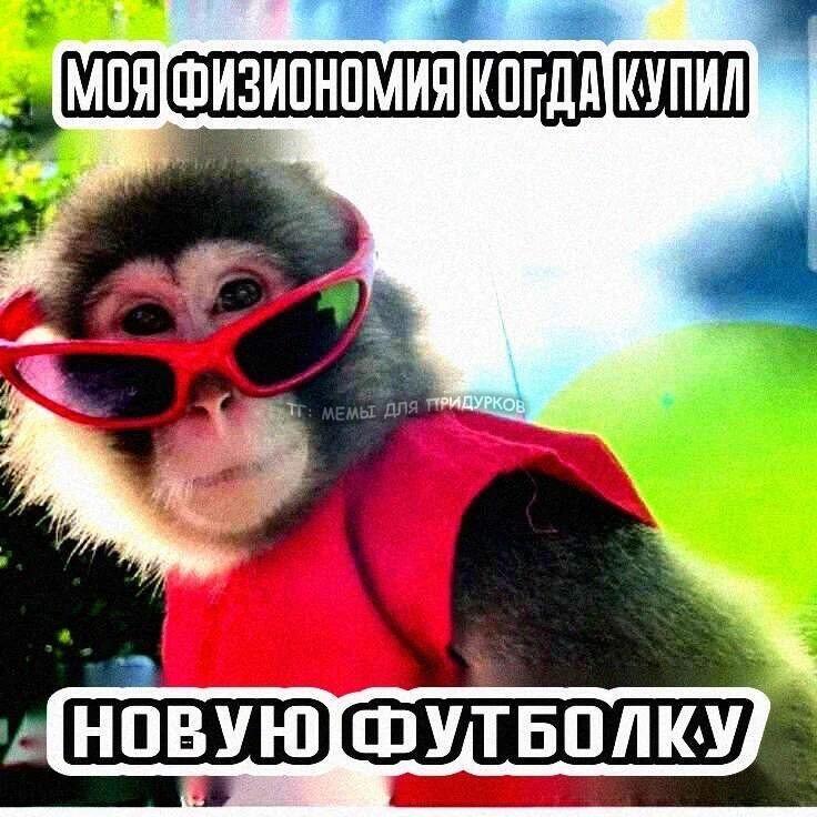 Обезьяна в солнцезащитных очках и красной футболке смотрит в камеру, надпись: моя физиономия когда купил новую футболку