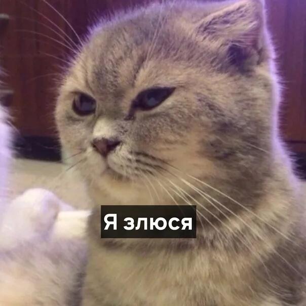 Алексей Сова я ждал 1 день а мема до сих пор нету даже сообщения о модерации нету