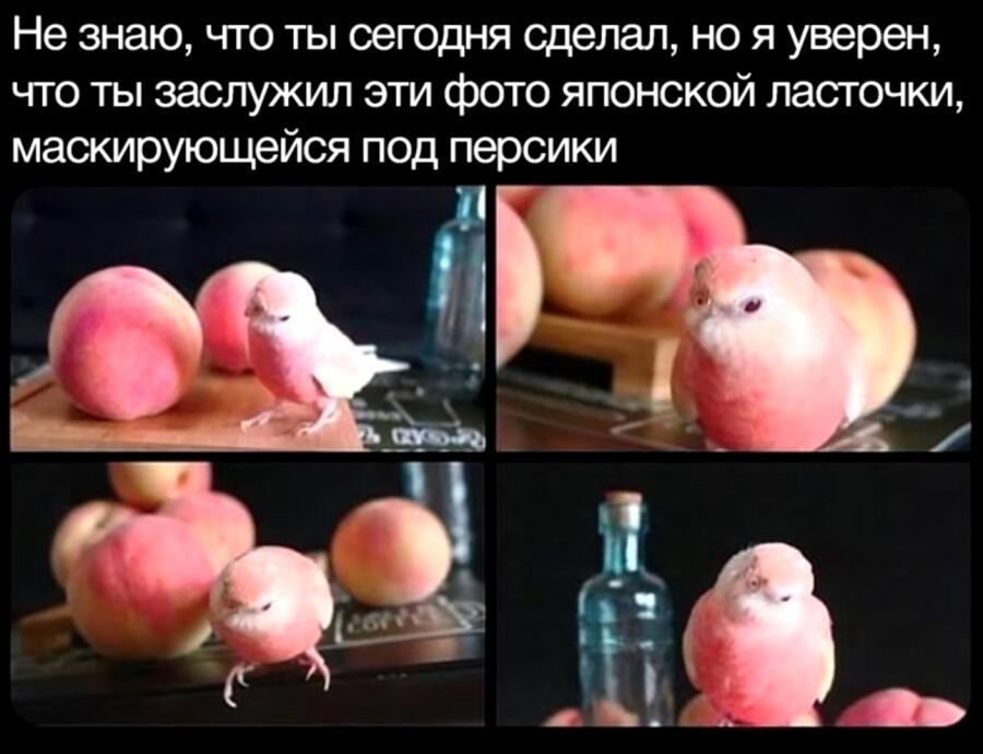 Мем от Doctor_Catowsky