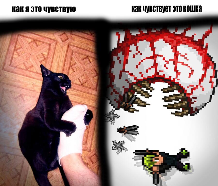 Мем от треугольный котек