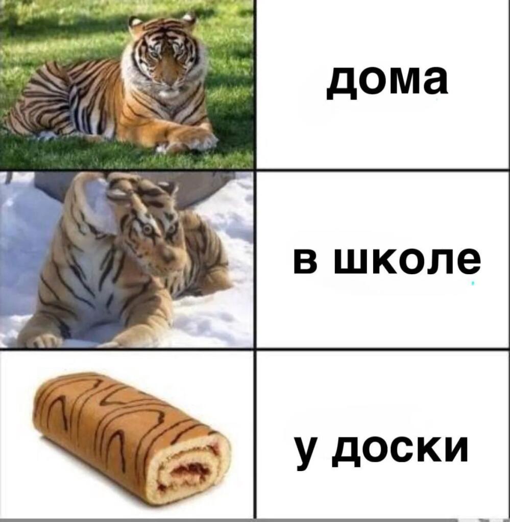 Тигр дома, тигр в школе и торт у доски