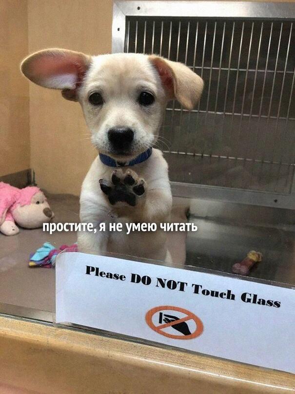 Мем от morozanterDteam