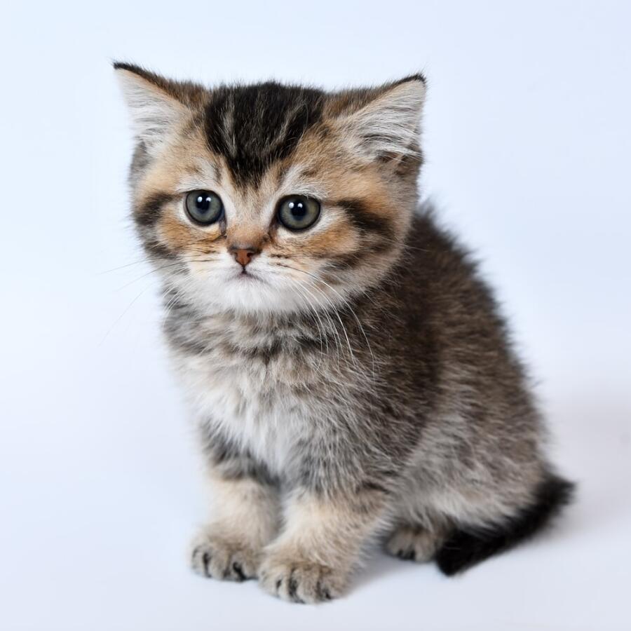 Не ну, милахи:3