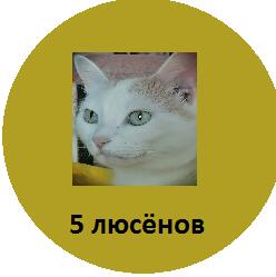 новая монета