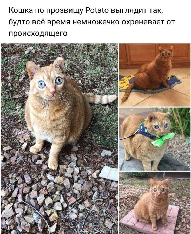 Мем без подписи