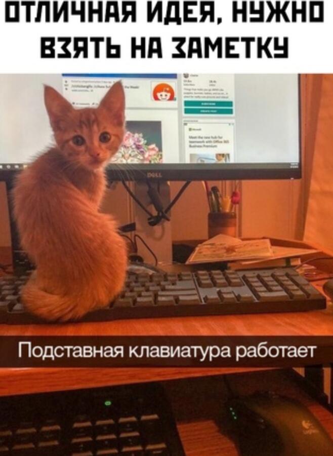 Совет у кого кот