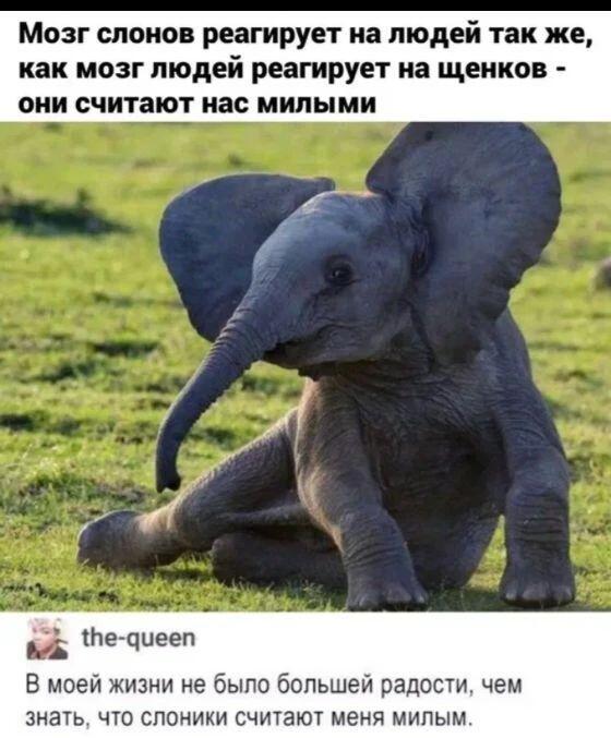 Мем от Limonchik_2271[ЛМП]