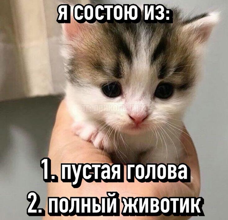 Маленький котенок на ладони, текст: я состою из пустой головы и полного животика