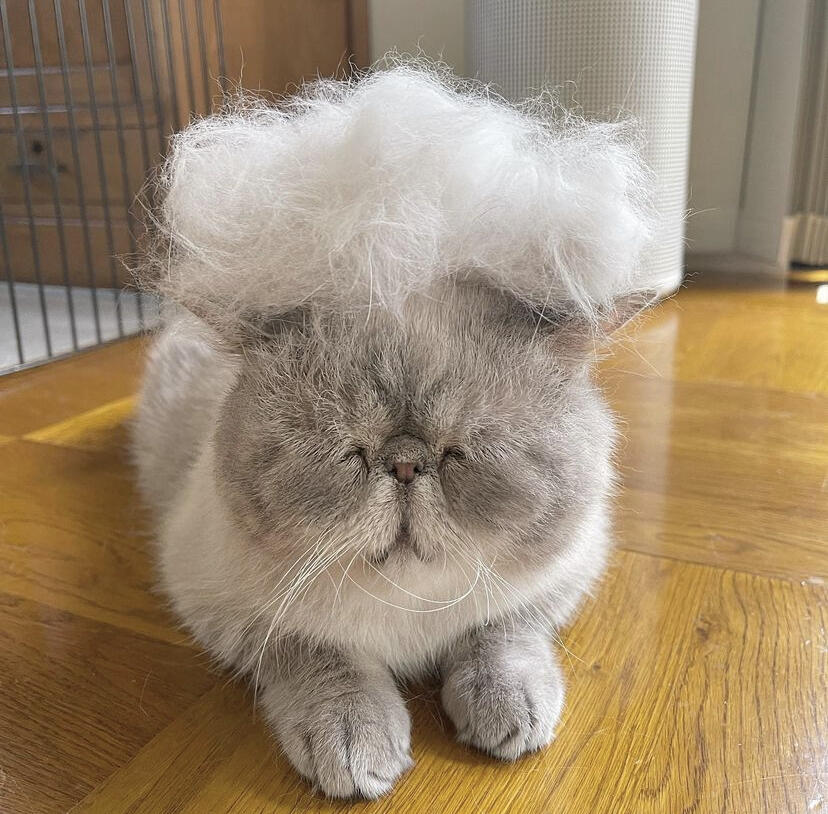 Облака белогривые котятки