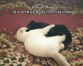 моя подруга прислала мне это фото, я не могла не устоять и не сделать и этого мем