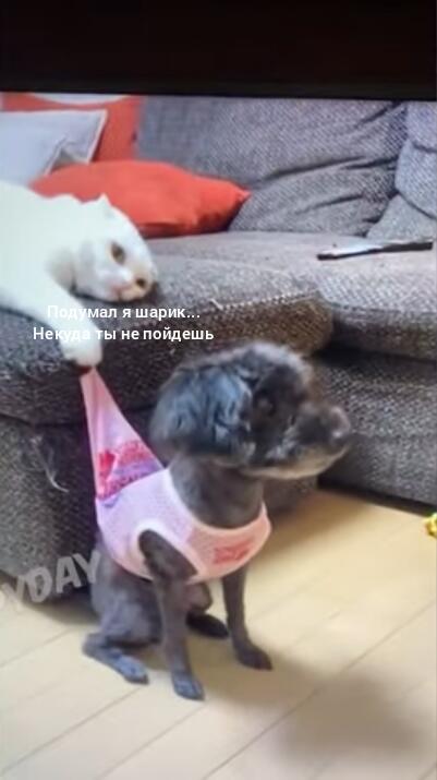 Мем от 123eeeeeeboy123