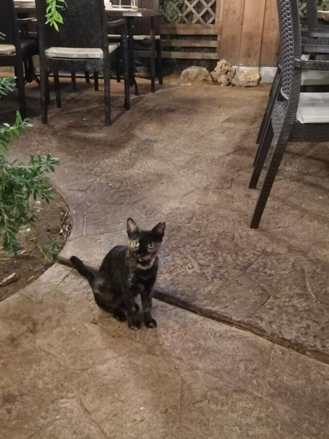 Кот/кошка на улице. 
(Не мой кот/кошка и я не знаю какой у кота/кошки пол)