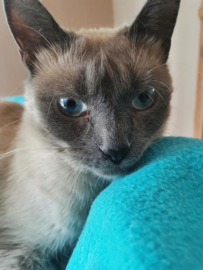 Кошке не разрешает кушать со стола. 
 
Кошка: ну вы что не даете мне,королеве кушать со стола!