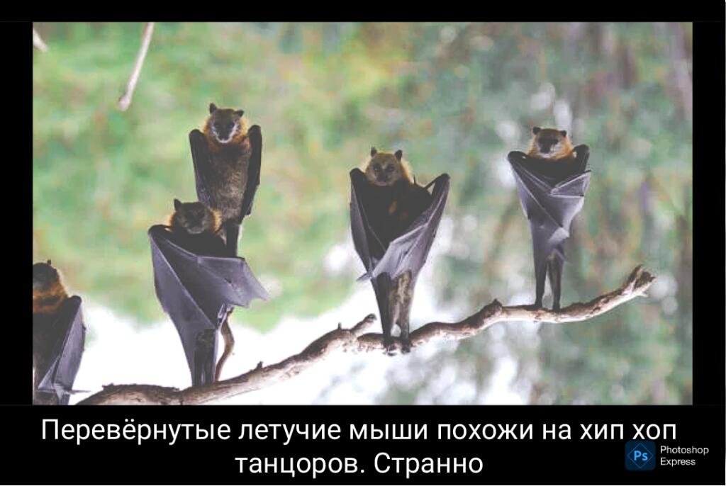 Мем от Макар