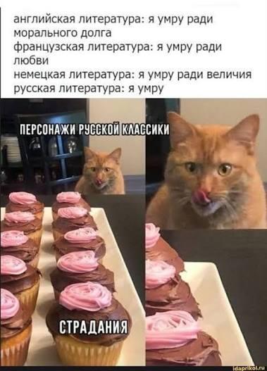 Оранжевый кот смотрит на ряд капкейков с розовой глазурью, на которых написано СТРАДАНИЯ