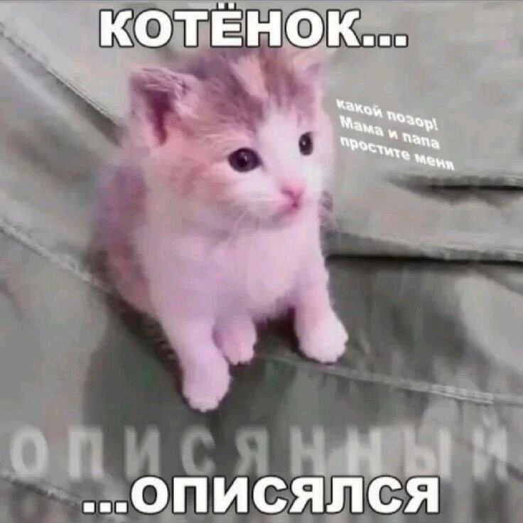 Как же так... Ну ёмаё...
Не осуждаем его, он маленький ещё.
