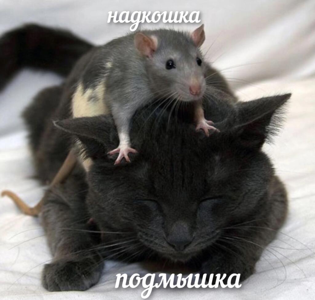 Мем от Фантоккио Великий