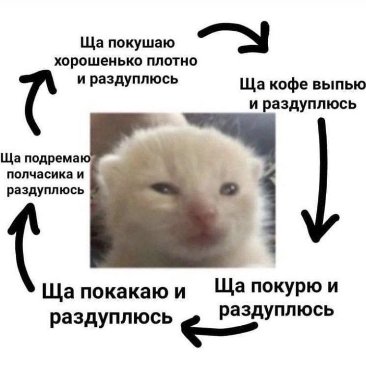 К- значит кот