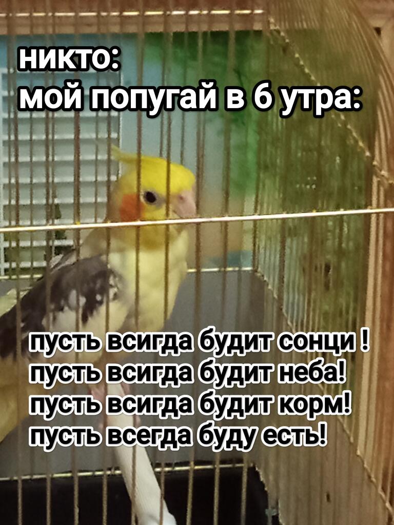 Мем без подписи