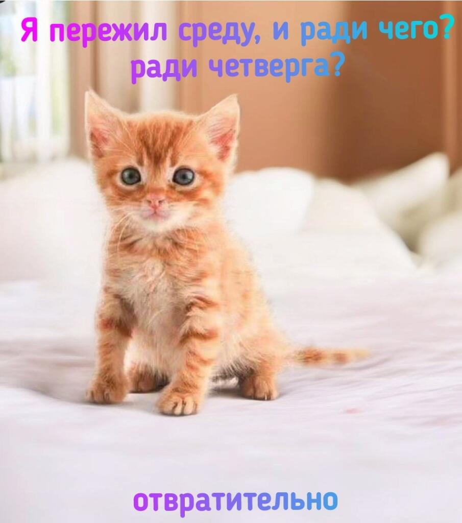 Мем от Meme Creator
