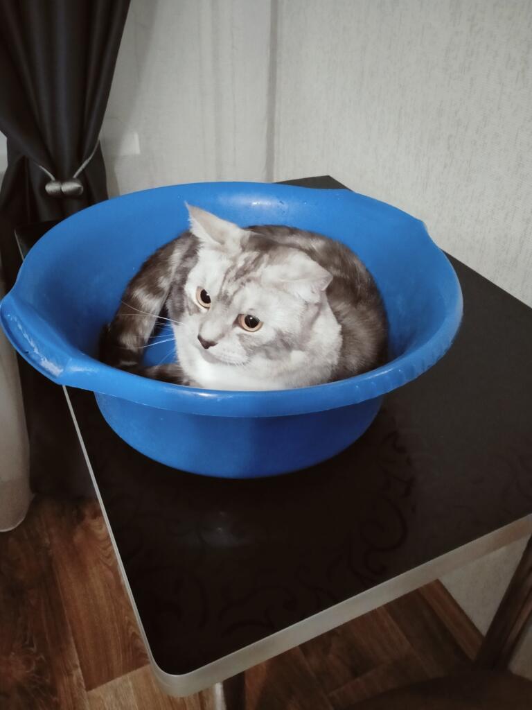 Просто кот в тазике