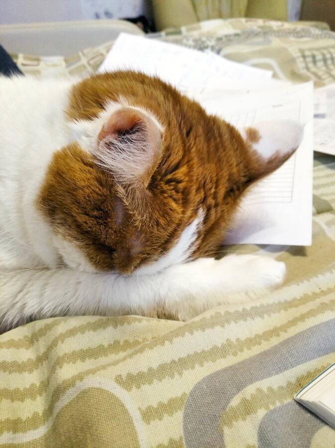 А вот и я и мой кот 🐱