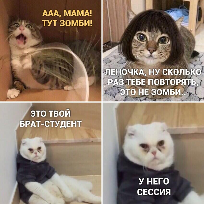 На нашей странице сезон мемов с котами!