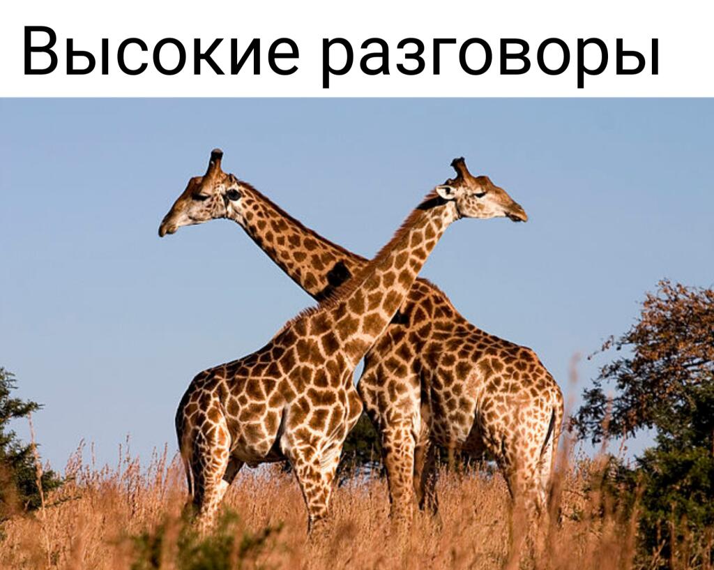 Минутку интеллектуального юмора