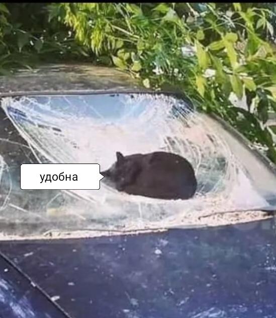 Мем без подписи