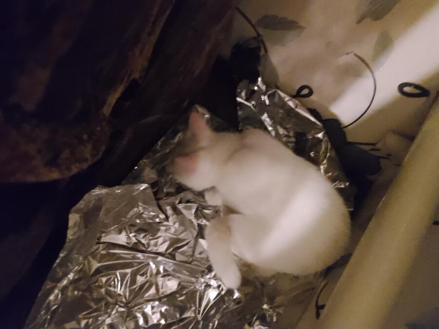 Коська :3